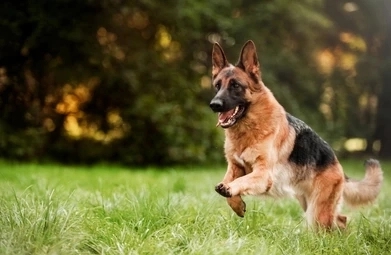 Dog Ear Yeast Infection: Causes And Treatment 4 vJc5S8 yBkNTRVS8vSH3Og897TSKNcUYLaYozRANUF7MSC3OXcz8 fC6Ru894VML5QNveDG1Wh1pzIiRGzMaPTIoGFGVu14Lkq4gUhuKbqISF tQ3S0a3z56Z1a5XCbrLWId7 Dm0w1WFORaeKZKNs