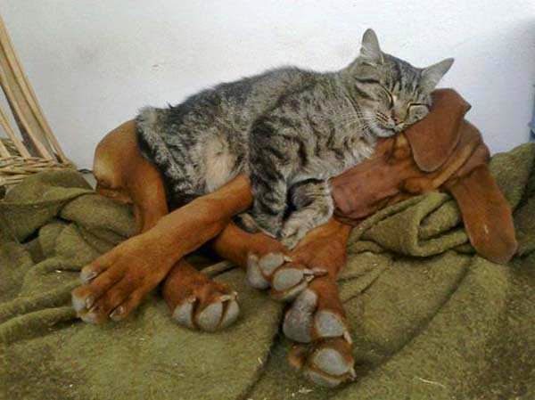 Kedi - Köpeklerin Uyku Dostluğu