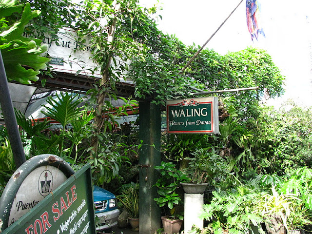 Посещение Manila seedling bank IMG_0026%252520%25252810%252529