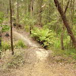 Track and creek on the way to Abbotts Falls in the Watagans (320906)