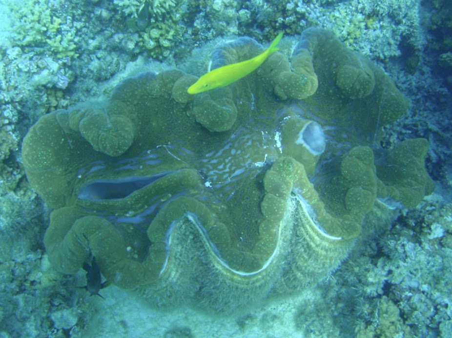 Tridacna gigas (Giant Clam), Non-Native, Aitutaki.