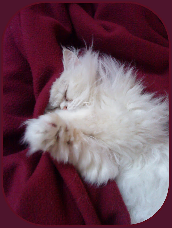 Blog de domyaou : ELEVAGE de chats PERSANS =^+^= CHATTERIE D'ELOA DE MAZAGAN, ARBA...DES ATTRAPE-REVES