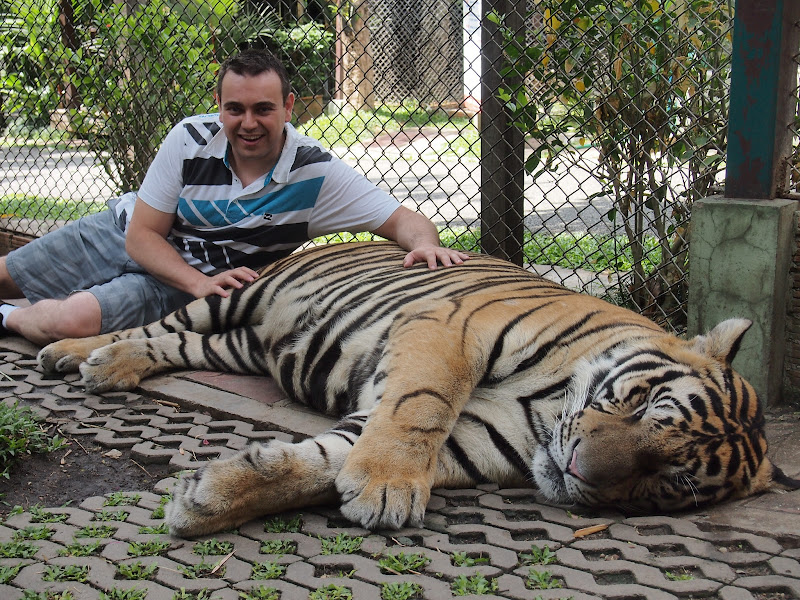 Por Tierras de Siam - Blogs de Tailandia - Chiang Mai - Tiger Kingdom / Maetaeng Elephant Park/ Wat Doi Suthep (5)