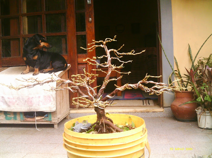 Outro  Ficus Microcarpa... IMAG0042