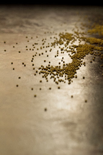 Foxtail Millet