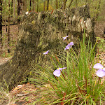 Patersonia Lily Flowers and tree stump in the Watagans (321032)