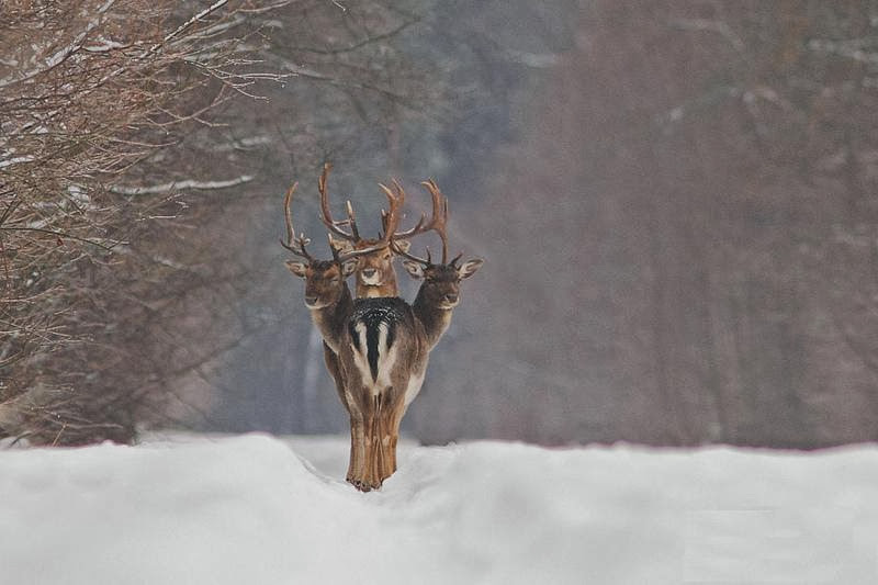 صور التُقطت في الوقت المناسب (Perfect Timing Photos) Three-deer-perfect-timingFB