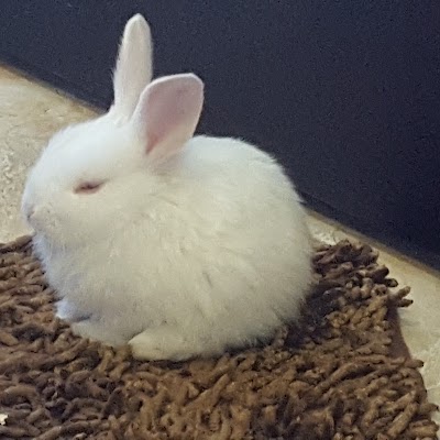 Photos of Royal Animal Veterinary Hospital