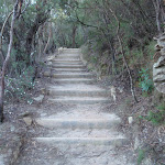 Track east of Wentworth Falls Lookout (180483)