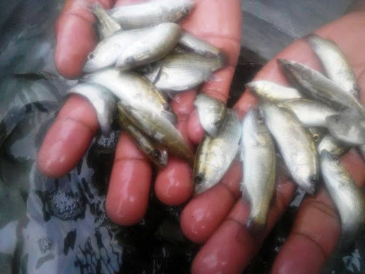 Chand Fish Seed company, Naihati - Habra Rd, Kultala, Kolkata, West Bengal 743166, India, Pet_Shop, state WB