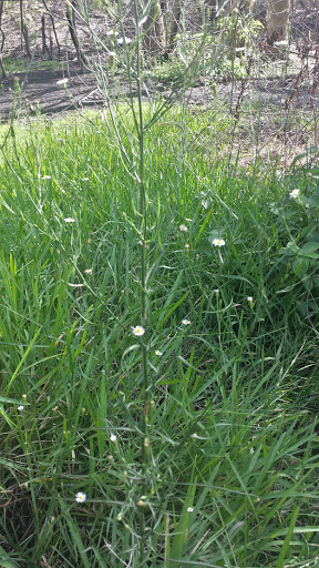 Mobbly Bayou Preserve