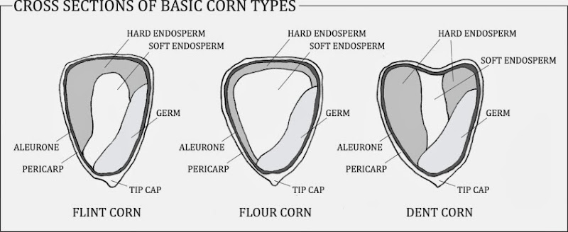 corn types and corn kernel anatomy