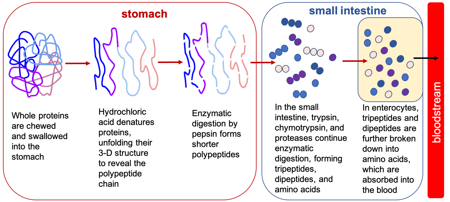Protein Digestion and Absorption