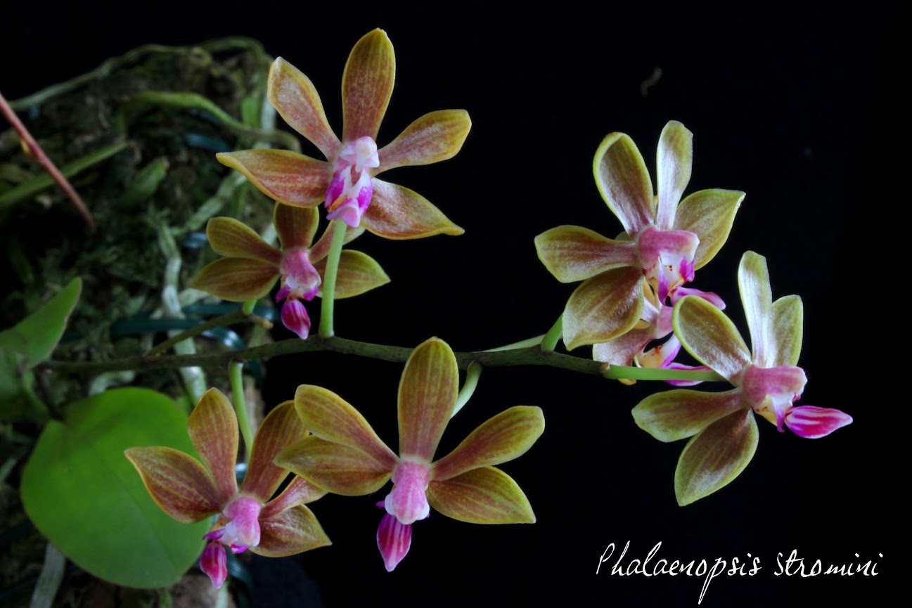Phalaenopsis Stromini (stobartiana x finleyi) IMG_7153