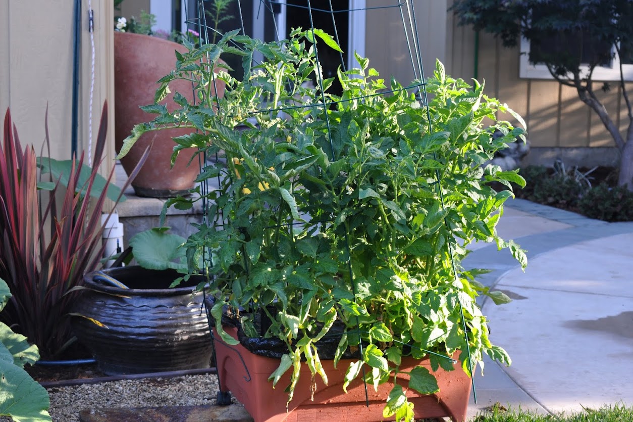 City Picker Update Tiny Green Tomatoes Gardening Nirvana