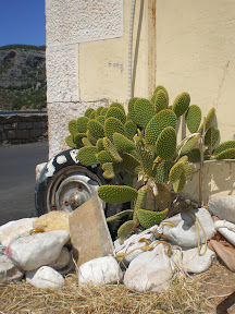 Kaktusi prelijepe Komize P8130231