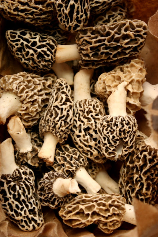 Morel Mushrooms