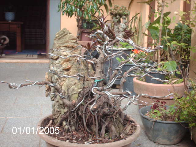 Ficus Microcarpa Começando... PICT1033