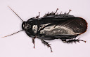 Пауки, насекомые Panest45