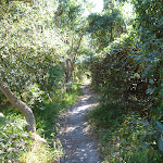 Narrow and shaded track (195299)