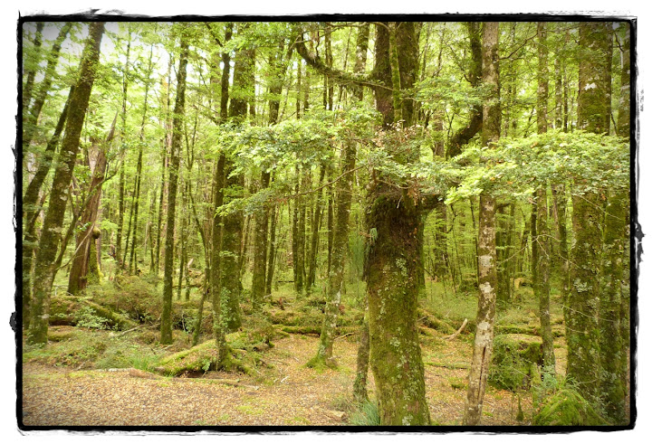 Fiordland - Te Wai Pounamu, verde y azul (Nueva Zelanda isla Sur) (12)