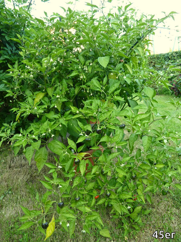 P1120059.JPG