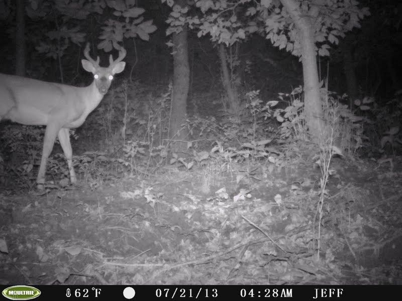 Small Buck(Moultrie D-55IR) PICT0011