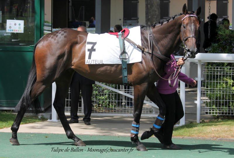 Photos Auteuil 7-06-2015 Journée Grande Course de Haies IMG_1508