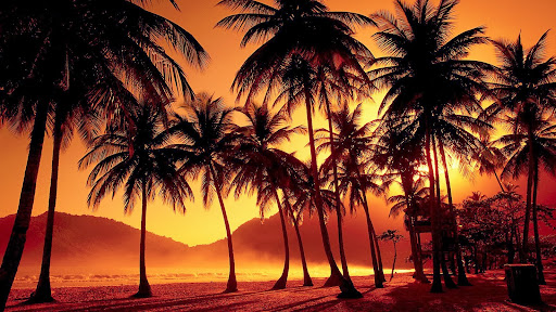 Palm Trees, Trinidad and Tobago.jpg