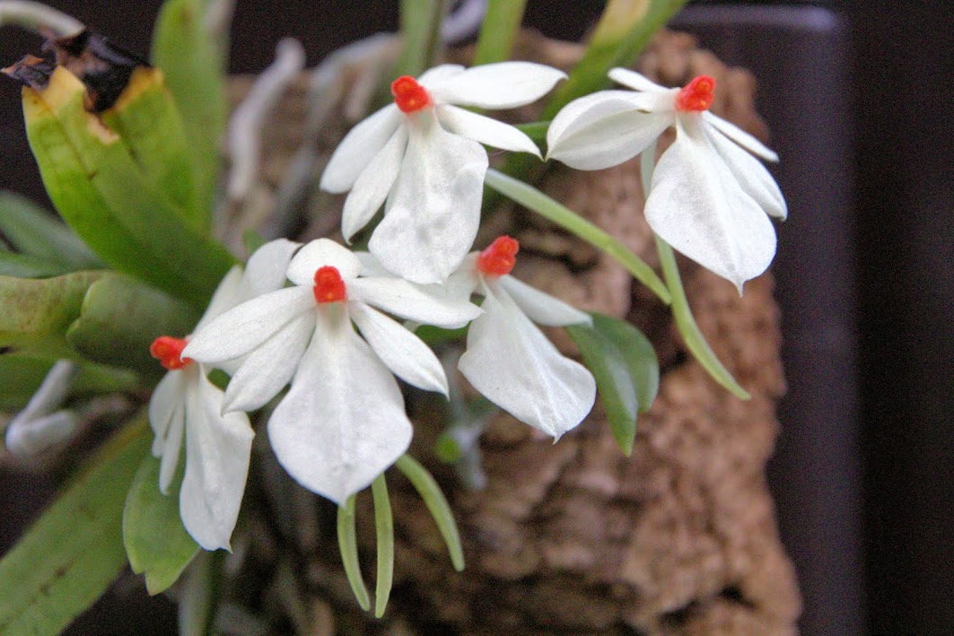 Aerangis luteoalba var rhodosticta Aerangis%2Brhodosticta1