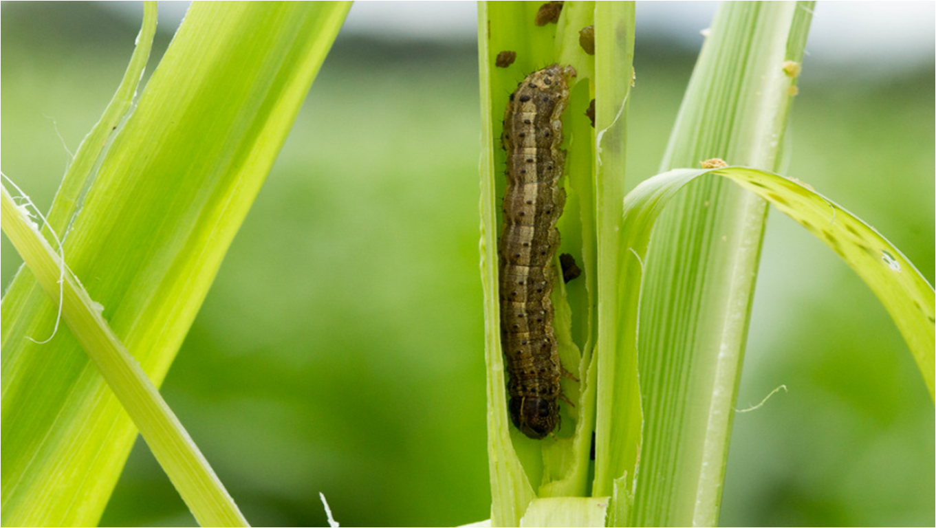 Biotecnologia agrícola - Plantas Resistentes a Pragas