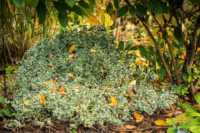 Euonymus fortunei Emeral Gaiety Euonymus-fortunei-emerald-gaiety-131014-62rm