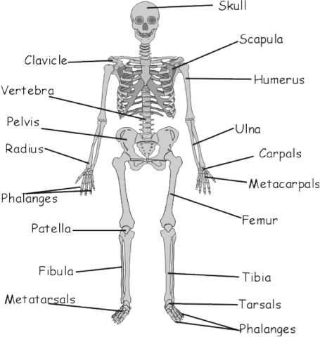 Smartboard Links: Grade 5: Bones and Muscles