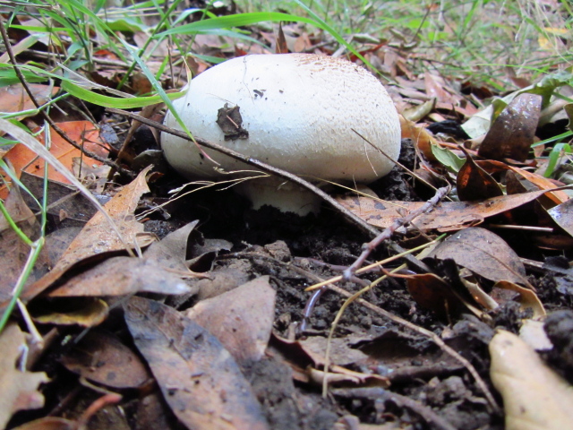 big, white mushroom and a couple earthworms