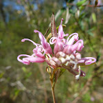 pink spider flower (Grevillea sericea) (371896)