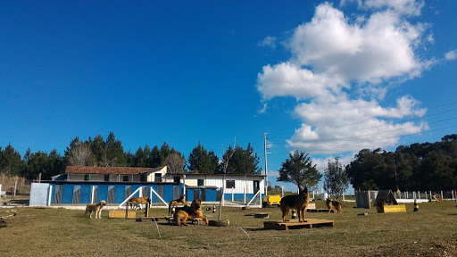 Adestramento Curitiba, R. Fernandes Carlos Beetz, 460 - Granja Dourada, Piraquara - PR, 83309-000, Brasil, Serviços_Adestramento_de_animais, estado Paraná