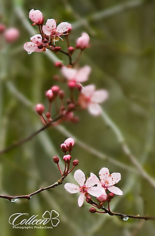 Cherry Blossams3, Federal Way Photographer