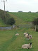 Sheep at Barningham