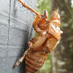 Cicada shell at Seymour Pond (226564)