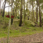 Forest near Mt Sugarloaf (324701)