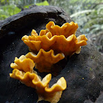 Orange fungus growing in the lower section of Nellies Glen (411251)