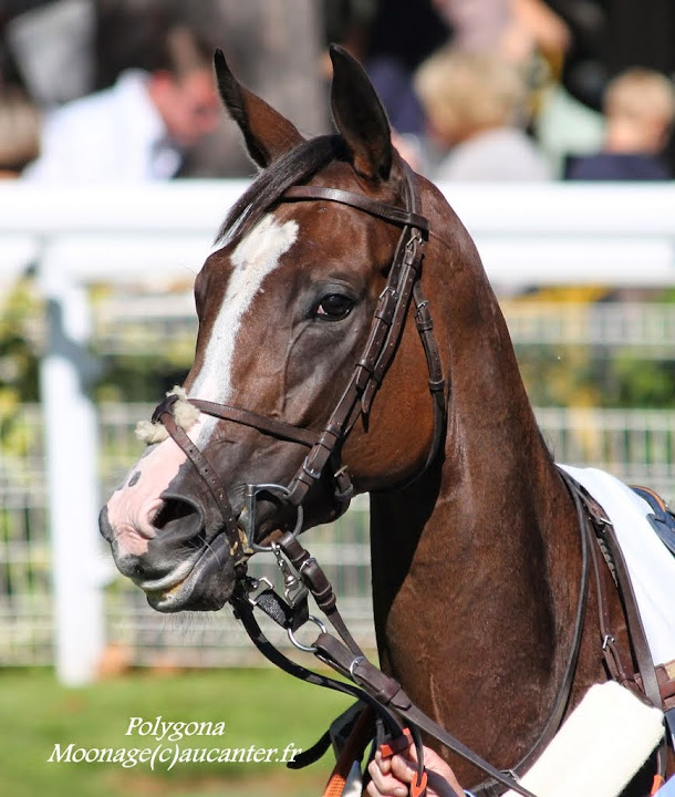 Prix de Maisons-Laffitte 2014 (H., Gr.III, Auteuil) 27-09 : Polygona IMG_4362