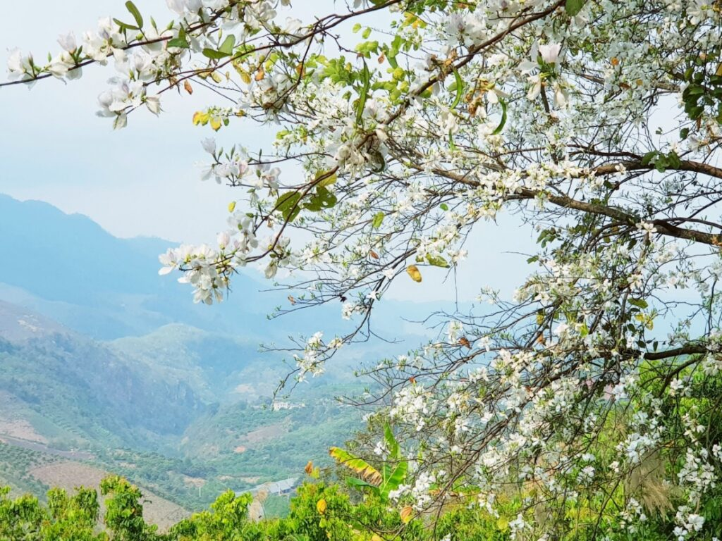 Mai Chau in January with full blooming Ban flower