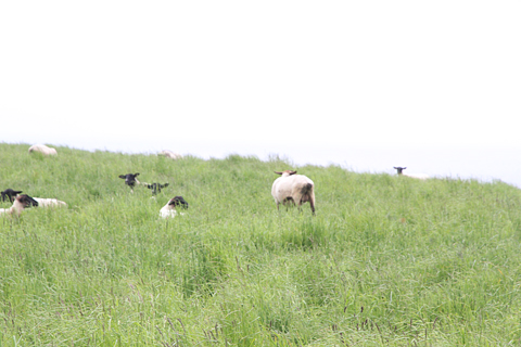 焼尻島の風景　その5　めん羊放し飼い