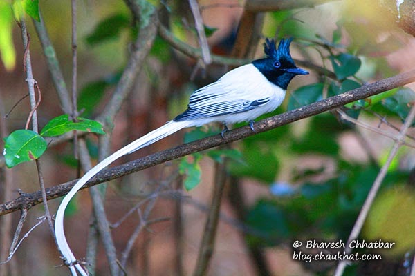 Asian Paradise Flycatcher with its long tail twisted