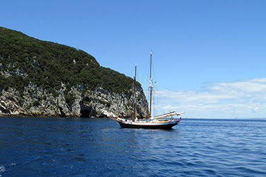 NORTHLAND (II): BUCEO EN POOR KNIGHTS ISLANDS - NUEVA ZELANDA: NAVIDADES EN LAS ANTÍPODAS (11)