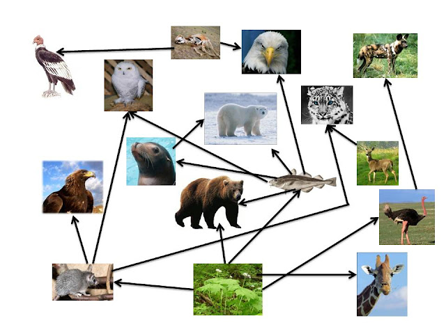 Food Web Diagram Grizzly Bear