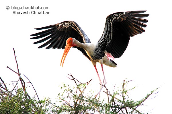 A painted stork with its wings opened. It's among thousands of painted storks seasonally migrating to Bhigwan every winter.