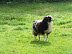 A sheep with attitude near Brockdish