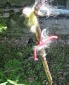 Bird nesting materials: Pet hair and yarn stuck on a branch